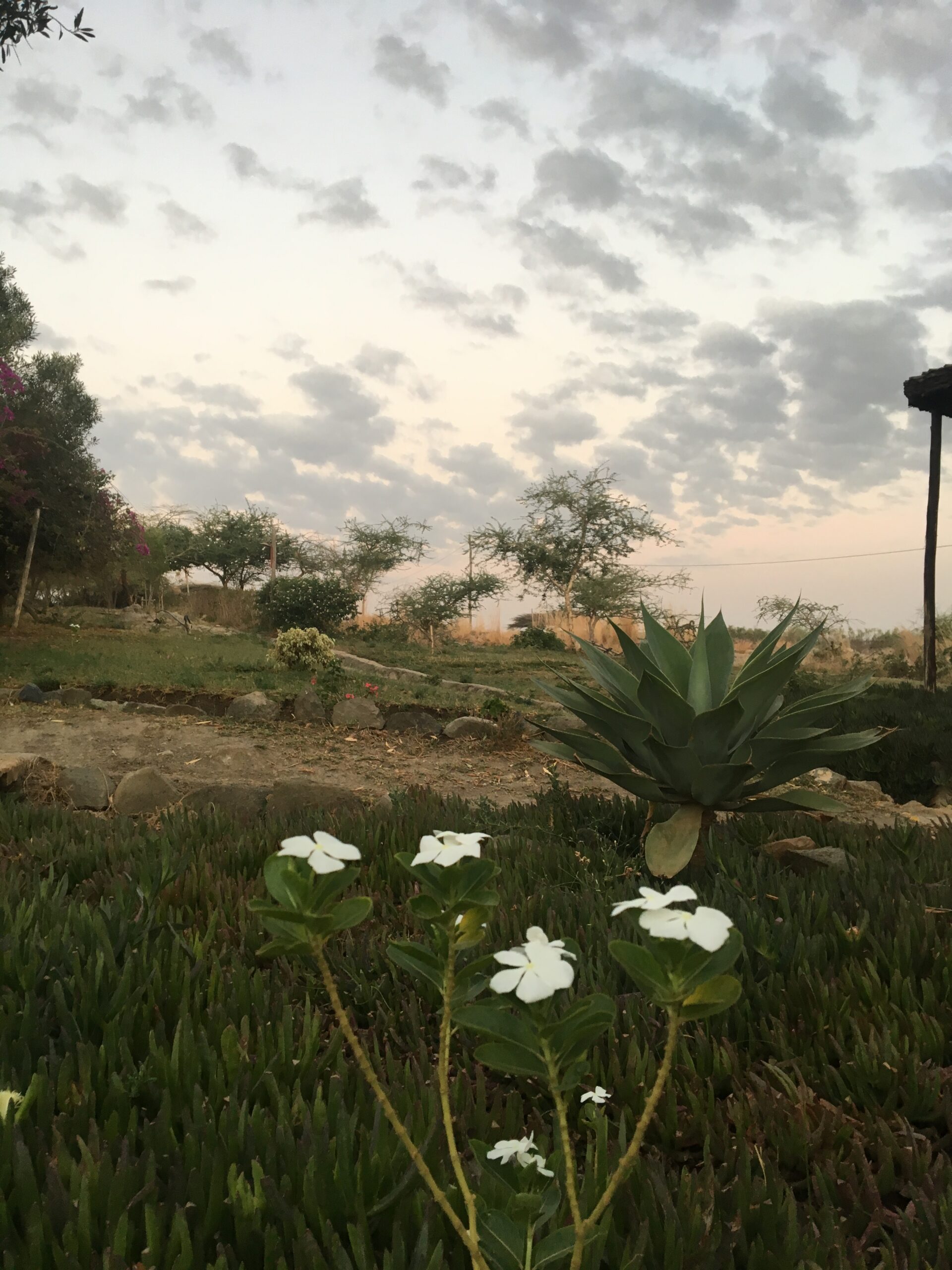 Nature with skyline
